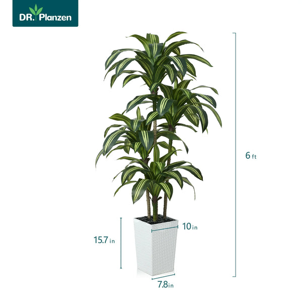 DR.Planzen 6FT Artificial Dracaena Tree with UV-Resistant Silk Leaves in White Tall Planter - Indoor/Outdoor Faux Plant for Home Office House Decor, Tall Fake Tree for Living Room Lobby  Patio